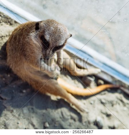Little Surakat Sitting In Funny Pose. Zoo Life