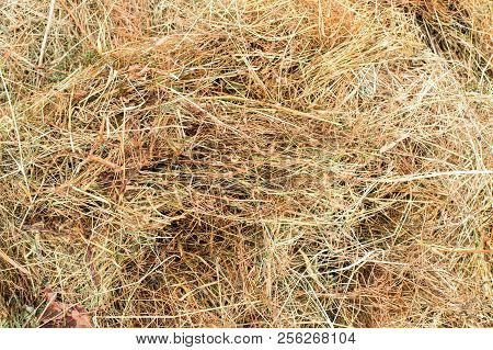Texture Of Dry Hay From Grass For Livestock