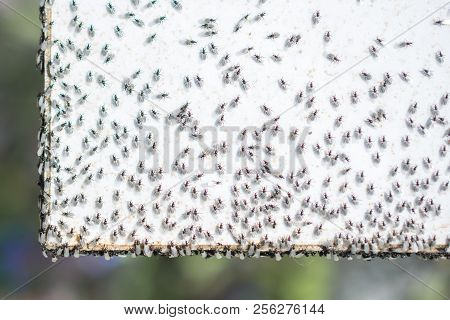 A Swarm Of Flying Ants Gather On A White Background