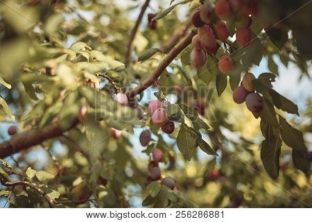 Closeup Of Delicious Ripe Plums On Tree Branch In Garden
