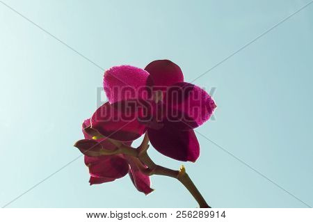 Phalaenopsis Orchids Sogo Relex Close-up Against The Sky