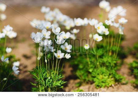 White Spring Anemone Flowers In The Botanical Garden. Anemone Narcissiflora.