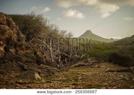 Desert Terrain With Cacti And Small Shrubs At Sunset With A Mountain In The Background