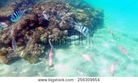 Fish-surgical Akantnuridae, Seabreams And Swim Around A Bright Colored Coral Reef In The Red Sea In