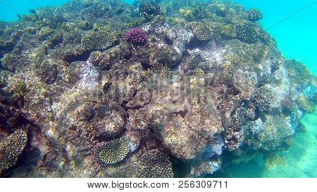 Fish-surgical Akantnuridae, Seabreams And Swim Around A Bright Colored Coral Reef In The Red Sea In