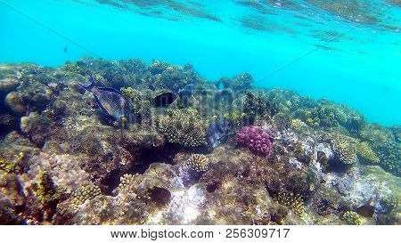 Fish-surgical Akantnuridae, Seabreams And Swim Around A Bright Colored Coral Reef In The Red Sea In