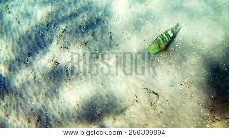 Fish-surgical Akantnuridae, Seabreams And Swim Around A Bright Colored Coral Reef In The Red Sea In