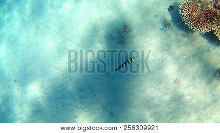 Fish-surgical Akantnuridae, Seabreams And Swim Around A Bright Colored Coral Reef In The Red Sea In