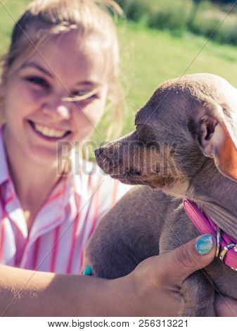 Woman Playing With Little Pinscher Ratter Prazsky Krysarik Crossbreed Small Dog Outside On Grass Dur
