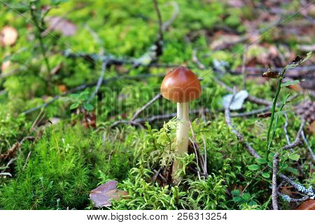 Yellow grebe mushroom in the autumn forest. Orange unedible mushrooms in the forest. Autumn forest. Unedible mushroom. Healthy and vegetarian food. Mushroom dishes. Coniferous forest. Beautiful Russian forest