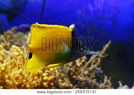 Long Nose Butterfly (forcipiger Flavissimus), Also Known As The Yellow Long Nose Butterfly In Their 