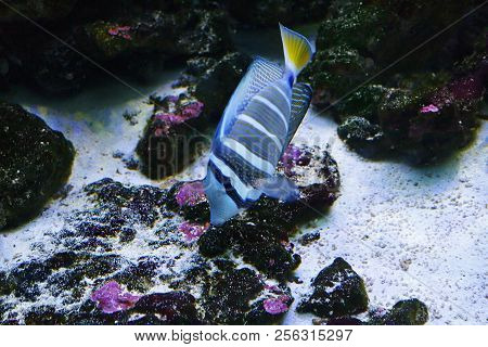Pacific Sailfin Tang (zebrasoma Veliferum) In Their Habitat