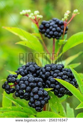 Clusters Fruit Black Elderberry In Garden In Sun Light (sambucus Nigra). Common Names: Elder, Black 