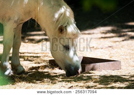 White Pony Horse Or Equus Caballus Mammal Animal.