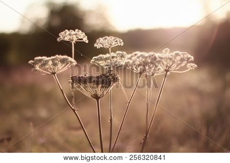 Cow Parsnip Field Flower During The Sunset.