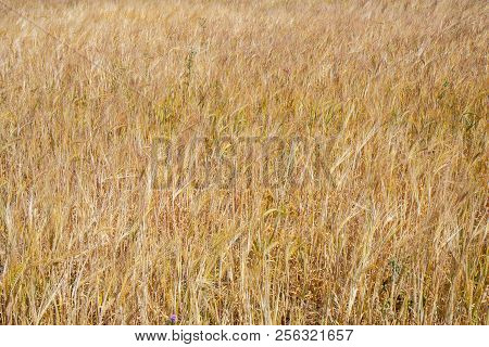 Fields And Meadows Of The Northern Sjelland, Denmark