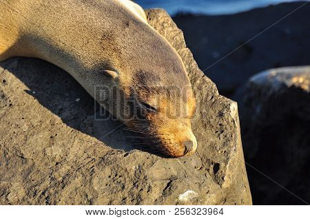 Furry, Cute Sea Lion Sleeping On A Rock In The Galapagos Islands, Ecuador