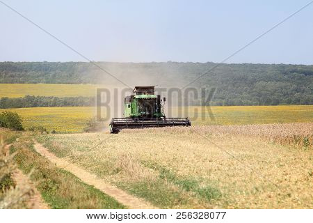 Harvesting Wheat On A Harvester On A Summer Day. Agriculture
