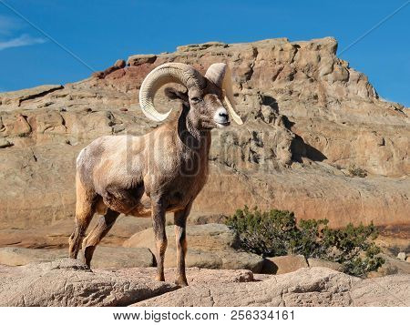 Bighorn Sheep Ram With Large Horns In The Rocky Mountains