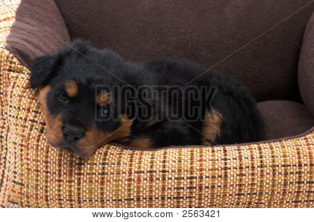 子犬のベッドの上