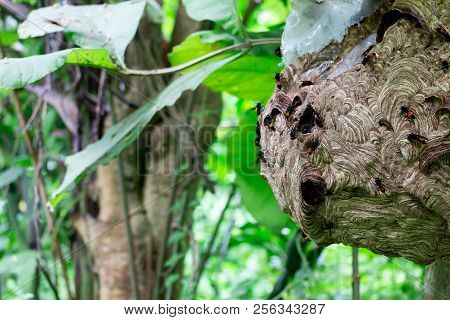 Big Wasp Looking For Food Give Larva On Wasp Nest