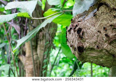 Big Wasp Looking For Food Give Larva On Wasp Nest