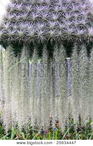 Léčivá rostlina: španělský mech (Tillandsia usneoides)
