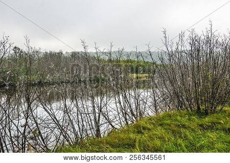 Webs On Branches Overlooking The Manistee River In Michigan With Fog In The Distance