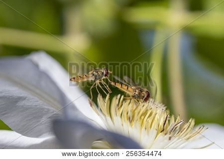 Hover Bee On A White Flower In The Summer