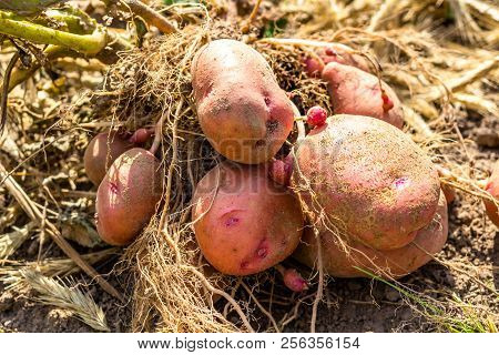 Potato Tuber After Harvesting, Zhuravinka Variety Close