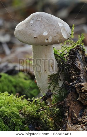 흐리게 Agaric 균 류