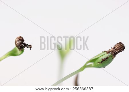 Small Green Plant Growing In Ground Germinating From Seeds Springtime Summer Nature Process