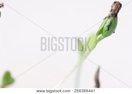 Small Green Plant Growing In Ground Germinating From Seeds Springtime Summer Nature Process