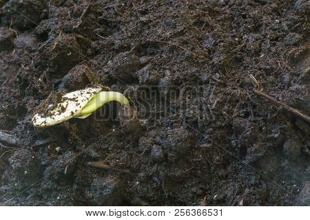 Small Green Plant Growing In Ground Germinating From Seeds Springtime Summer Nature Process