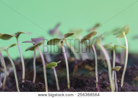 Small Green Plant Growing In Ground Germinating From Seeds Springtime Summer Nature Process