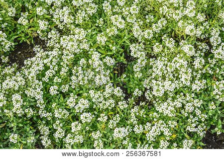 Beautiful Little White Flowers. Nature Scene With Blooming Garden Flowers. Vintage Summer Floral Bac