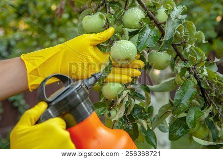 Gardener Applying Insecticidal Fertilizer For Fruit Apples And Protects Against Fungus, Aphids And P