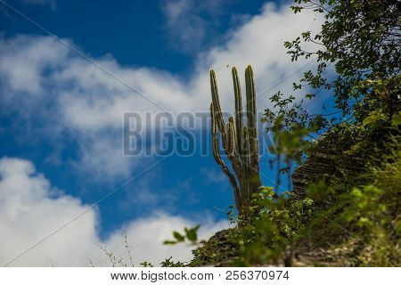 Cactus Growing On A Rock With Greens Against A Sky With Clouds