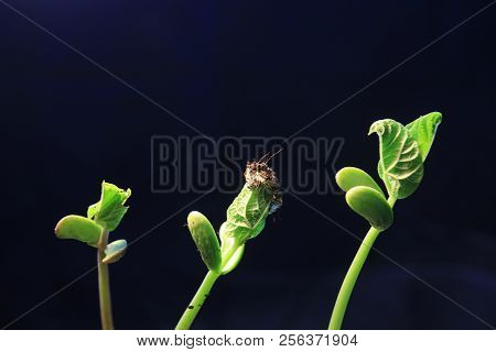 Green Plant Sprout Growing Germinating From Seed Springtime Summer Wonderful Nature Isolated On Blac