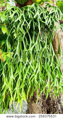 This Plant Name Platycerium Ridleyi Has A Lot In The Tropical Forest.