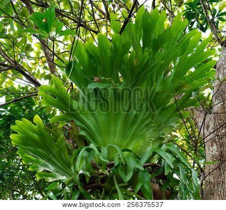 This Plant Name Platycerium Ridleyi Has A Lot In The Tropical Forest.