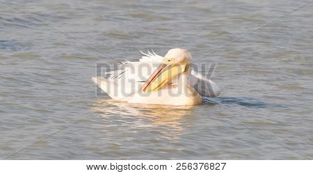 Pink Pelicans In The Makgadikgadi, Botswana