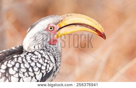 Southern Yellow-billed Hornbill (tockus Leucomelas)