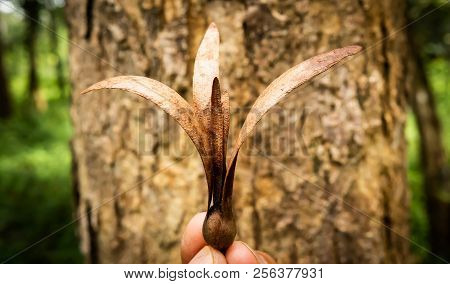 Seed Of The Dipterocarpus Flying Down To The Ground.