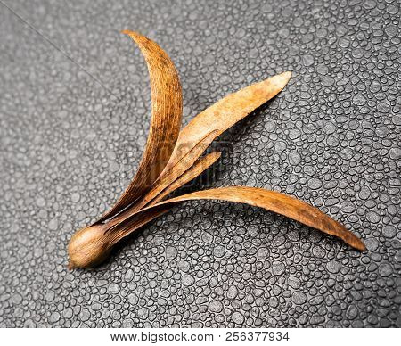 Seed Of The Dipterocarpus Flying Down To The Ground.