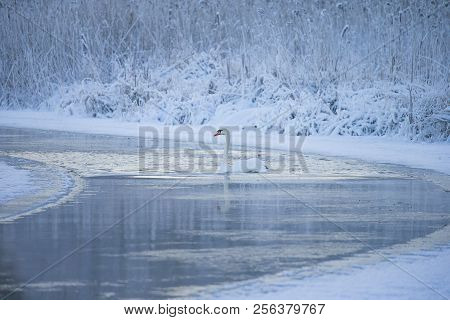 Beautiful White Whooping Swans Swimming In The Cold Winter Lake. The Place Of Wintering Of Swans