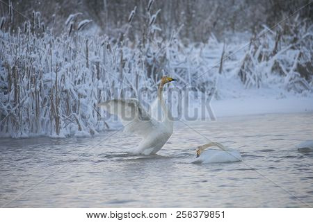 Beautiful White Whooping Swans Swimming In The Winter Lake. The Place Of Wintering Of Swans