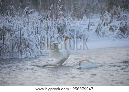 Beautiful White Whooping Swans Swimming In The Winter Lake. The Place Of Wintering Of Swans