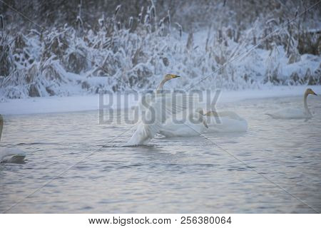 Beautiful White Whooping Swans Swimming In The Winter Lake. The Place Of Wintering Of Swans