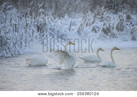 Beautiful White Whooping Swans Swimming In The Winter Lake. The Place Of Wintering Of Swans